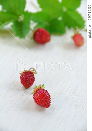 ワイルドストロベリー ワイルドストロベリー 4971139