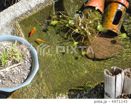 石鉢の水槽で泳ぐ金魚 4971145