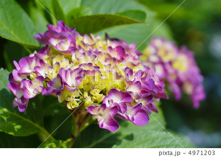 赤紫紫陽花 4971203