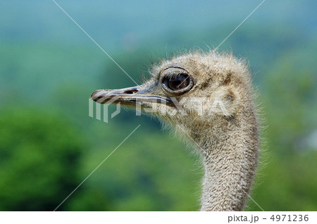 ダチョウ ダチョウ 4971236