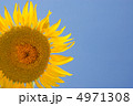ひまわり 4971308