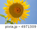 ひまわり 4971309
