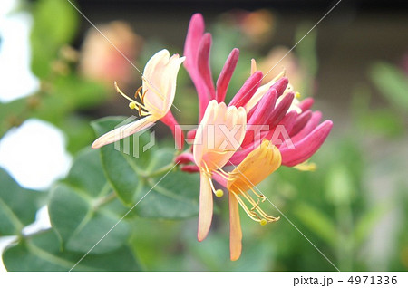 ロニセラ　ハニーサックル 4971336