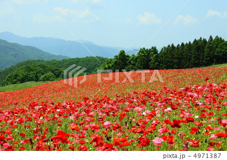 6月　シャーレーポピー・ケシ科38秩父高原牧場 4971387