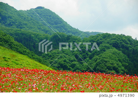 6月　シャーレーポピー・ケシ科35秩父高原牧場 4971390