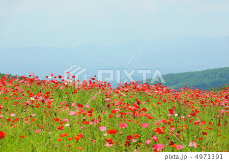 6月　シャーレーポピー・ケシ科34秩父高原牧場 4971391
