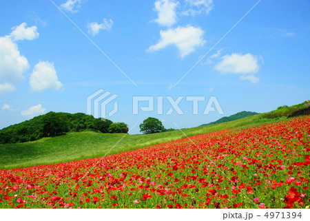 6月 シャーレーポピー・ケシ科31秩父高原牧場 6月 シャーレーポピー・ケシ科31秩父高原牧場 4971394