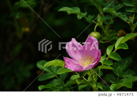 6月　ハマナス・バラ科06 4971475