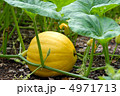 かぼちゃ 4971713