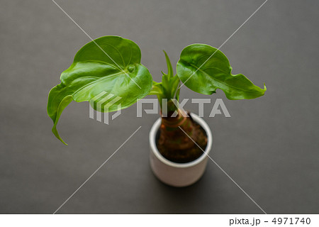 クワズイモ クワズイモ 4971740