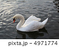 水面の白鳥 4971774