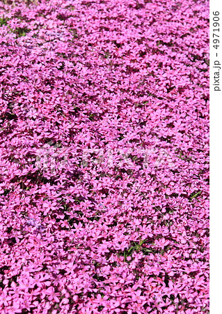 芝桜 4971906