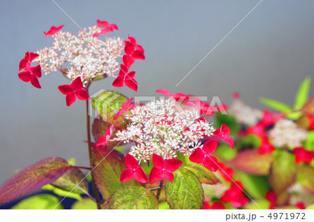 山紫陽花 4971972