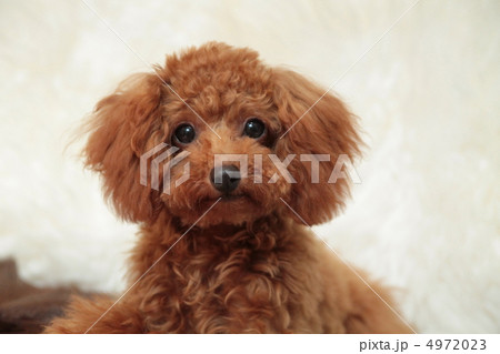 愛しのマリン 4972023