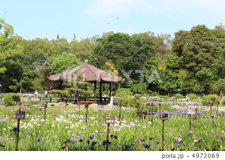 大阪市城北公園の菖蒲園 4972069
