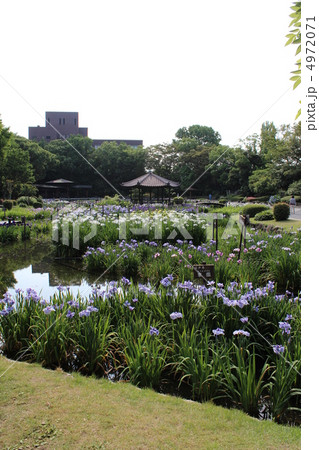 大阪市城北公園の菖蒲園の写真素材