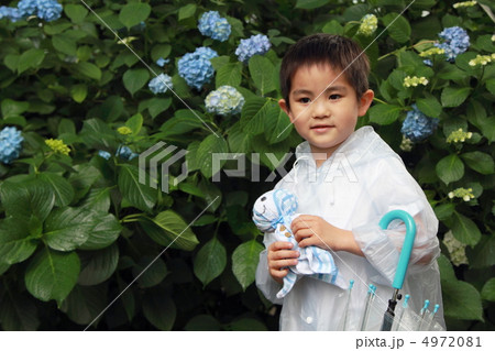 梅雨 雨季 雨 (男の子 子供 小学生 紫陽花 アジサイ てるてるぼうず) 4972081