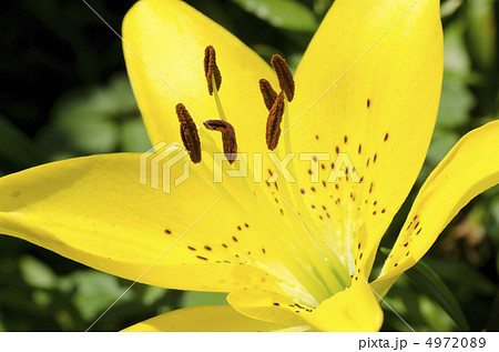 大船植物園のすかしゆり 4972089