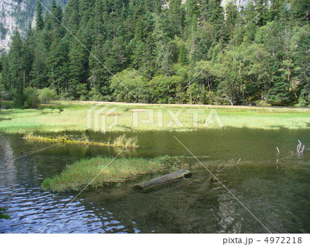 九寨溝 天鵝海 九寨溝 天鵝海 4972218
