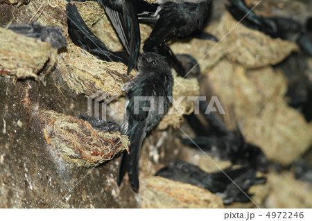 燕の巣 燕の巣 4972246