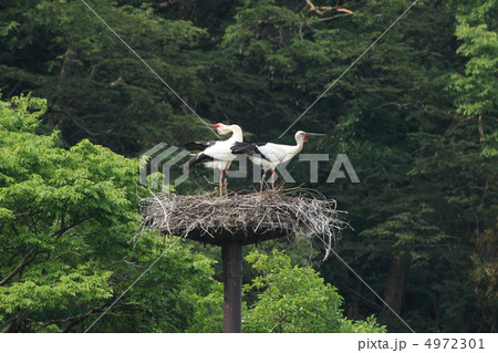 コウノトリのつがい(兵庫県豊岡市) コウノトリのつがい(兵庫県豊岡市) 4972301