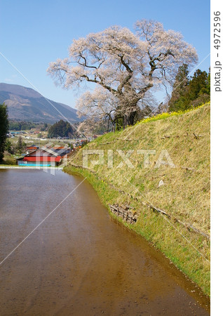 小奴可の要害桜 4972596