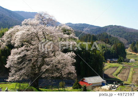 小奴可の要害桜 小奴可の要害桜 4972597