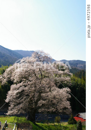 小奴可の要害桜 小奴可の要害桜 4972598