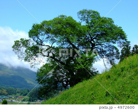 小奴可の要害桜 4972600