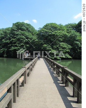 井の頭公園の木道 4972620