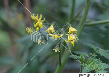 トマトの花 4972812