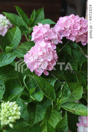 紫陽花 4972814
