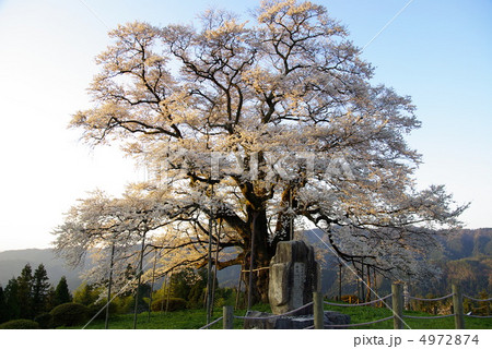 朝日を浴びる醍醐桜 4972874