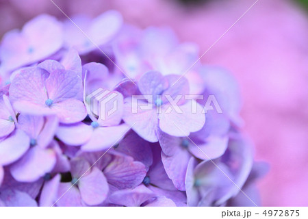 紫陽花 4972875