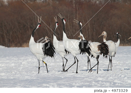 タンチョウツルの求愛 4973329