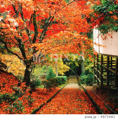 京都の秋 4973481
