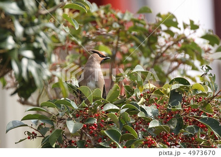 ヒレンジャク 4973670