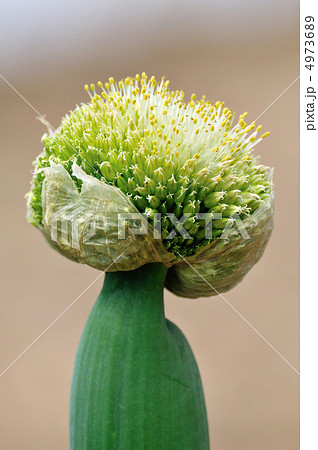 下仁田ねぎ 4973689