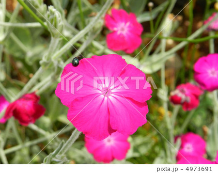 スイセンノウ（酔仙翁） 4973691