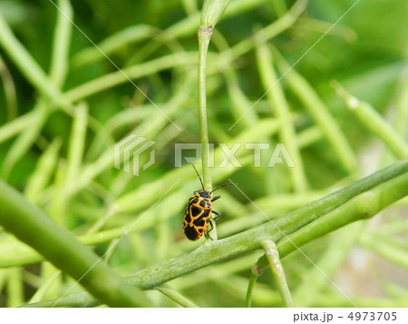 ヒメナガメ（姫菜亀） 4973705