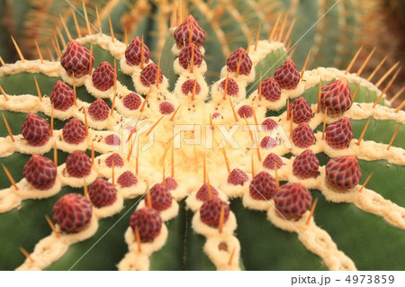 サボテンの花 サボテンの花 4973859
