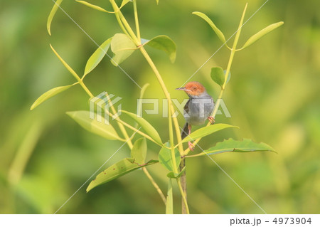 ズアカサイホウチョウ ズアカサイホウチョウ 4973904