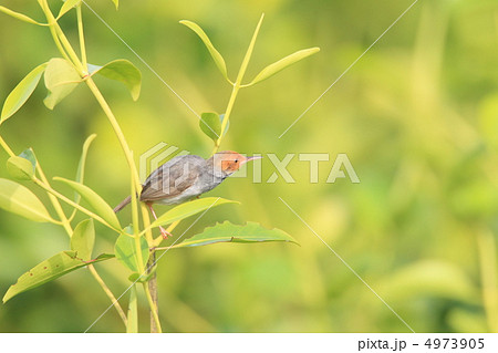 ズアカサイホウチョウ 4973905
