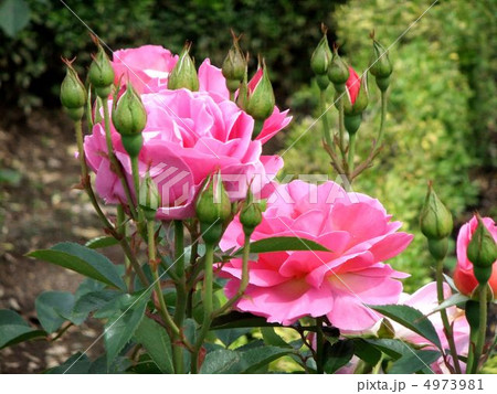 薔薇 薔薇 4973981