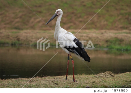 コウノトリ(撮影地:兵庫県豊岡市) コウノトリ(撮影地:兵庫県豊岡市) 4973999