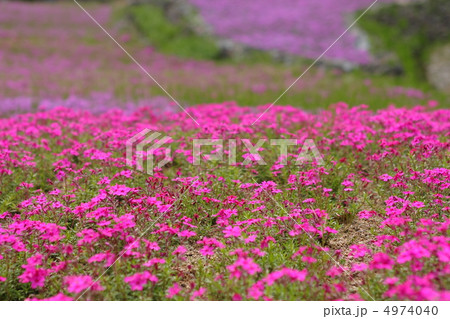 ピンクの芝桜 ピンクの芝桜 4974040