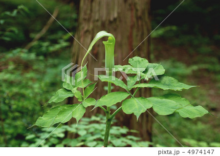 アオテンナンショウ 4974147