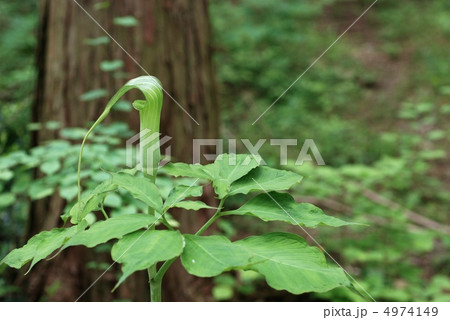 アオテンナンショウ 4974149