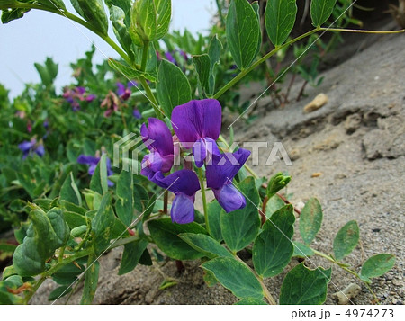 ハマエンドウ１ 4974273