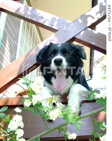 ボーダーコリー 4974289
